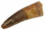 Fossil Spinosaurus Tooth - Real Dinosaur Tooth #305680-1